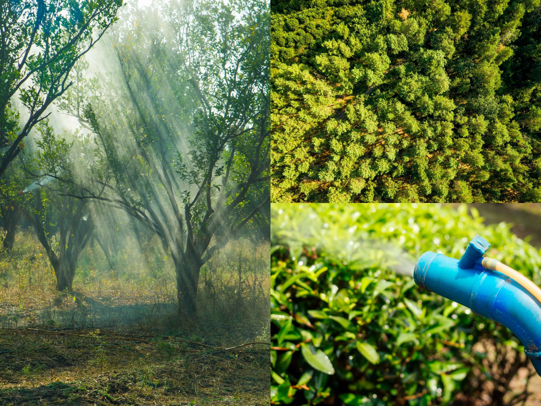 tree spraying